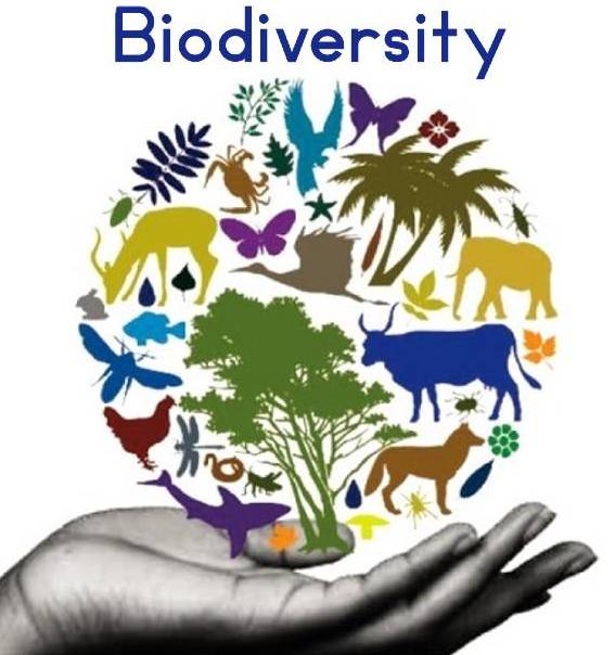 biodiversity-types-importance-conservation